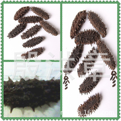 威海海參批發(fā)指南 如何找到安全放心的優(yōu)質(zhì)貨源