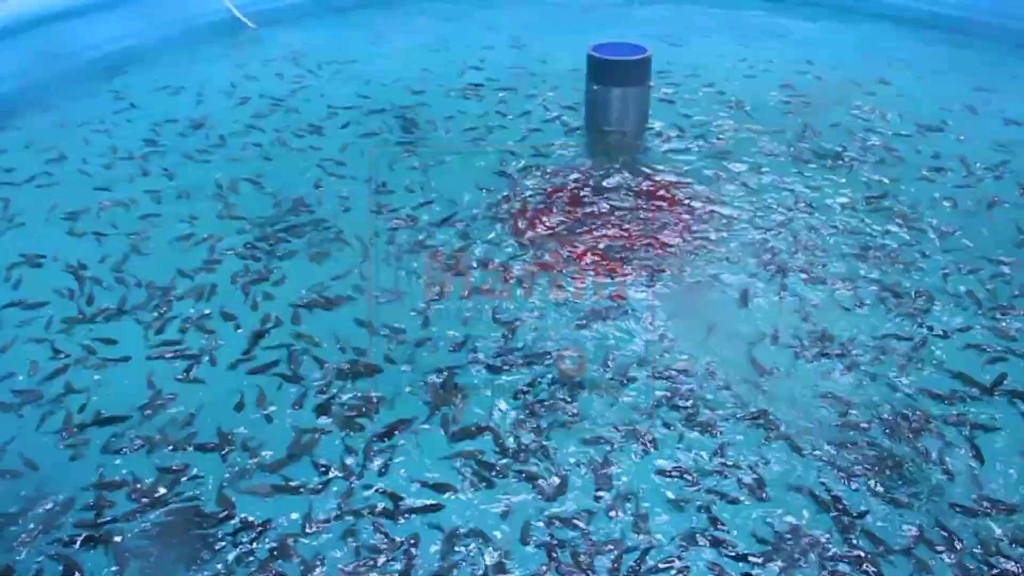 RAS循環水工廠化養殖 水產品安全的未來保障？**